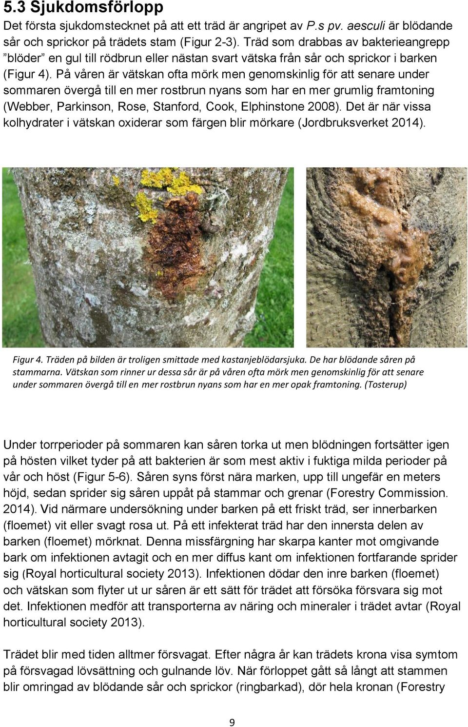 På våren är vätskan ofta mörk men genomskinlig för att senare under sommaren övergå till en mer rostbrun nyans som har en mer grumlig framtoning (Webber, Parkinson, Rose, Stanford, Cook, Elphinstone