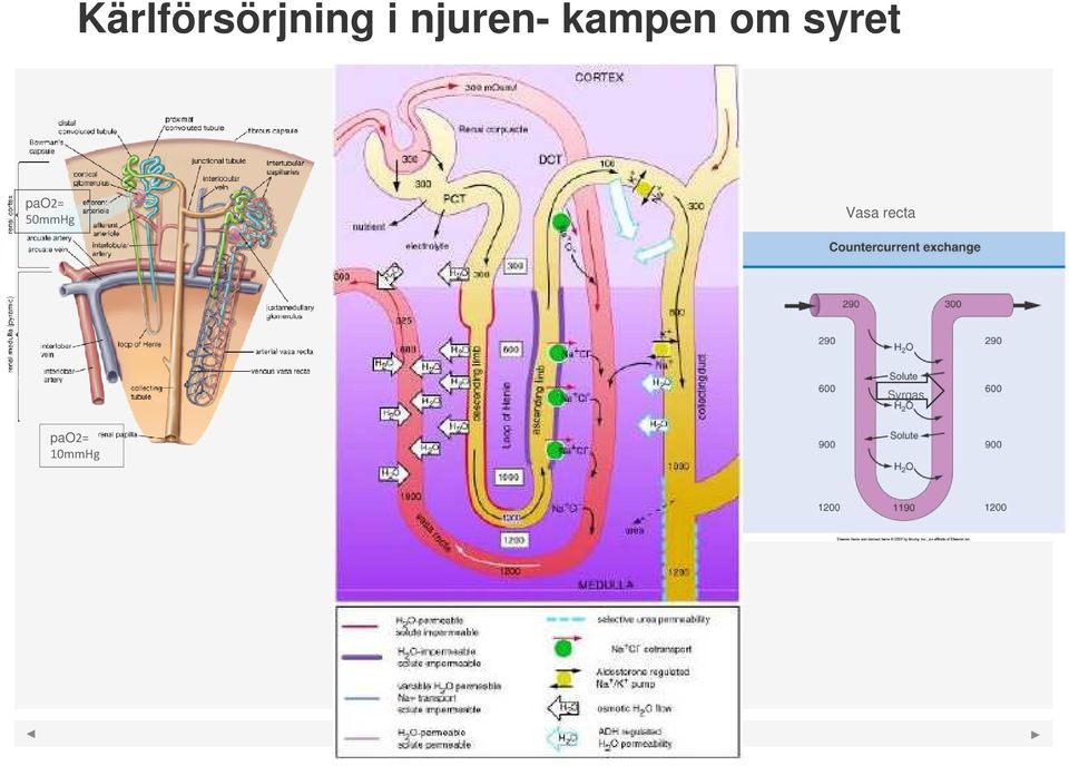 syret pao2= 50mmHg