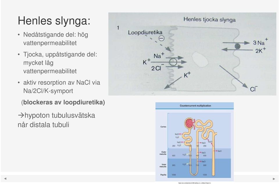 aktiv resorption av NaCl via Na/2Cl/K-symport (blockeras