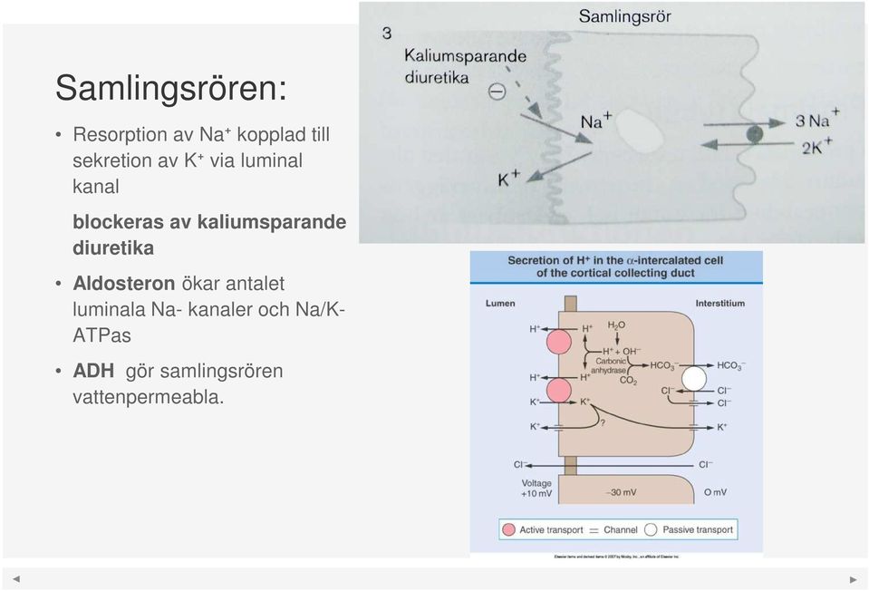 kaliumsparande diuretika Aldosteron ökar antalet