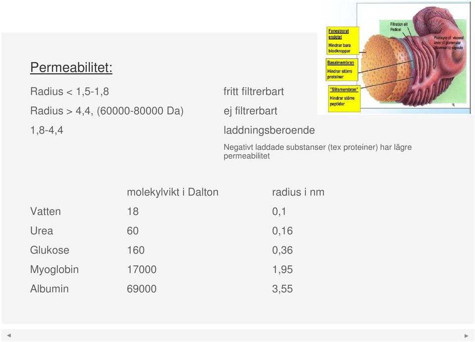 substanser (tex proteiner) har lägre permeabilitet molekylvikt i Dalton