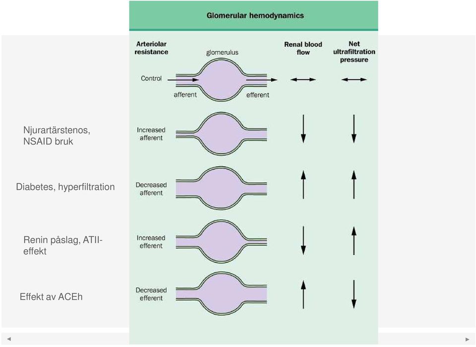 hyperfiltration Renin