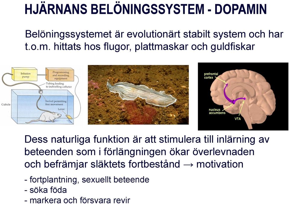 till inlärning av beteenden som i förlängningen ökar överlevnaden och befrämjar släktets