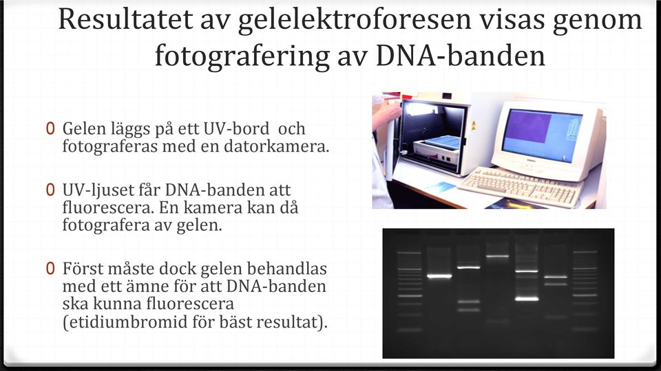 0 UV-ljuset får DNA-banden att Dluorescera. En kamera kan då fotografera av gelen.
