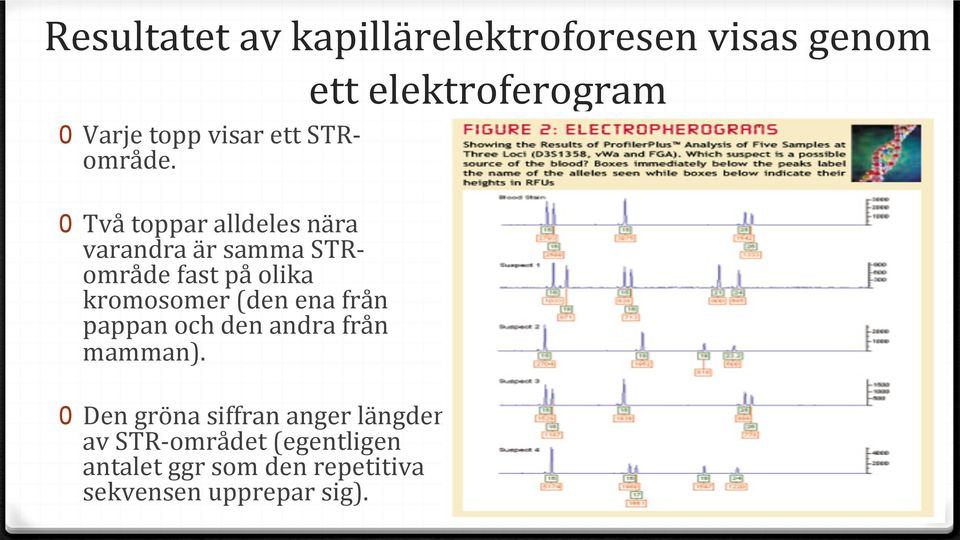 0 Två toppar alldeles nära varandra är samma STRområde fast på olika kromosomer (den