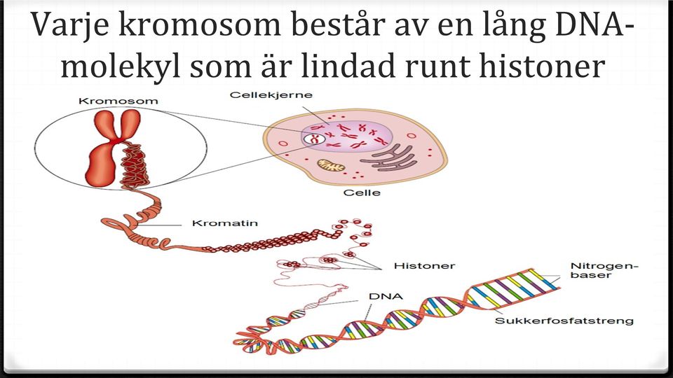 DNAmolekyl som är