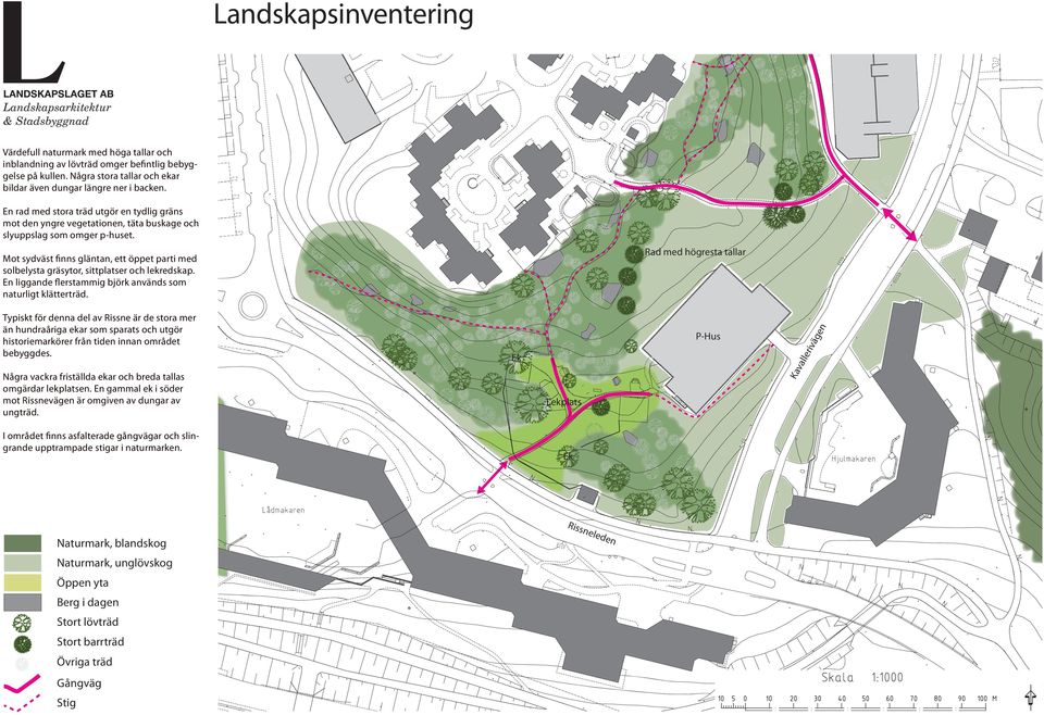 Rad med högresta tallar Mot sydväst finns gläntan, ett öppet parti med solbelysta gräsytor, sittplatser och lekredskap. En liggande flerstammig björk används som naturligt klätterträd.