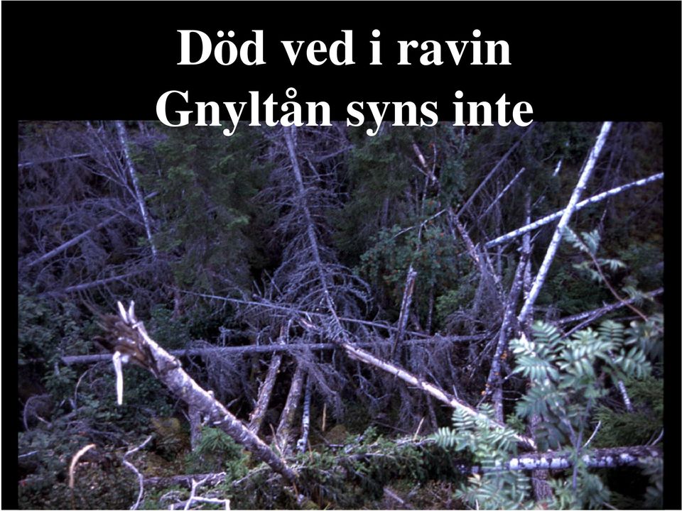 Gnyltån