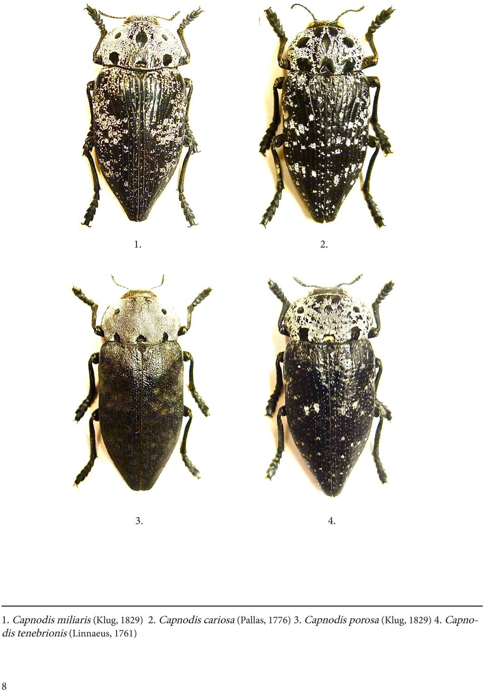 Capnodis cariosa (Pallas, 1776) 3.