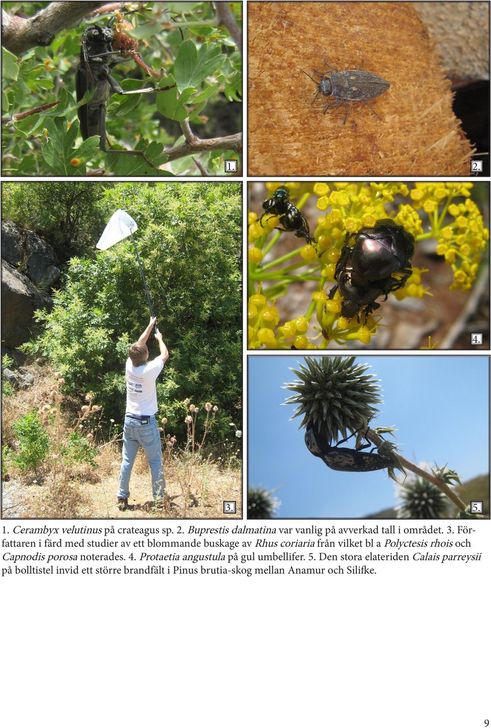 rhois och Capnodis porosa noterades. 4. Protaetia angustula på gul umbellifer. 5.