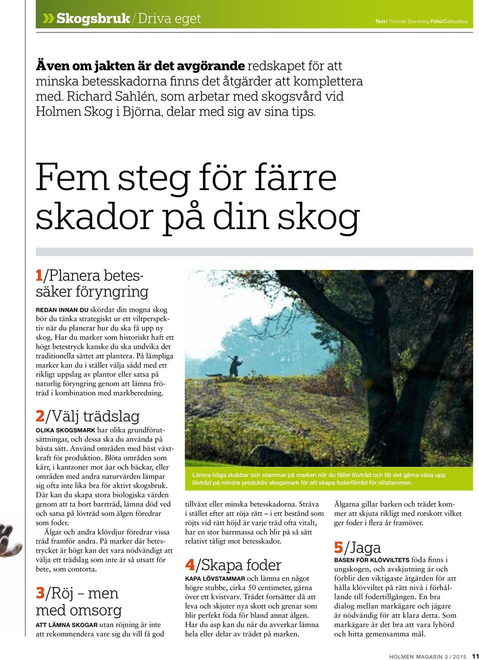 Fem steg för färre skador på din skog 1/Planera betessäker föryngring REDAN INNAN DU skördar din mogna skog bör du tänka strategiskt ur ett viltperspektiv när du planerar hur du ska få upp ny skog.