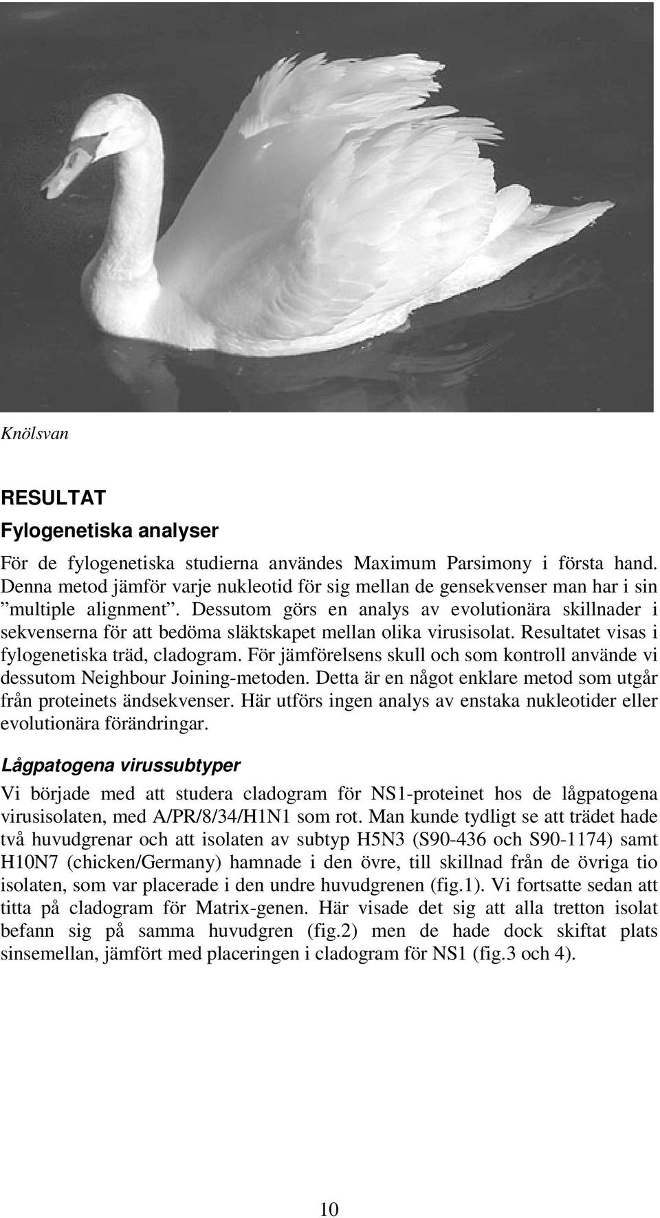 Dessutom görs en analys av evolutionära skillnader i sekvenserna för att bedöma släktskapet mellan olika virusisolat. Resultatet visas i fylogenetiska träd, cladogram.