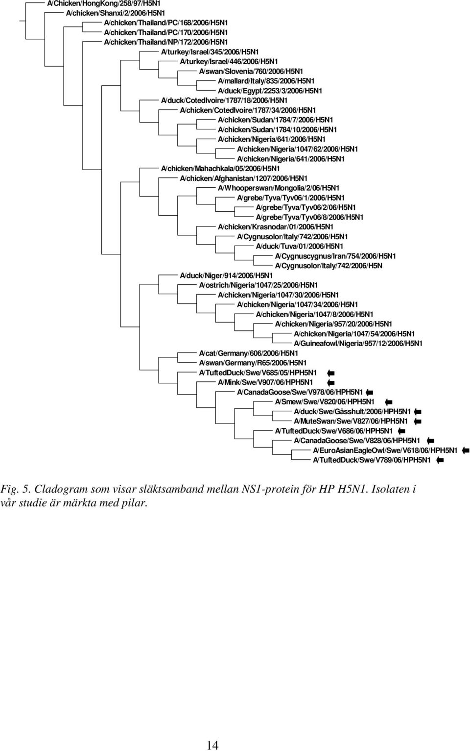 A/chicken/Sudan/1784/7/2006/H5N1 A/chicken/Sudan/1784/10/2006/H5N1 A/chicken/Nigeria/641/2006/H5N1 A/chicken/Nigeria/1047/62/2006/H5N1 A/chicken/Nigeria/641/2006/H5N1