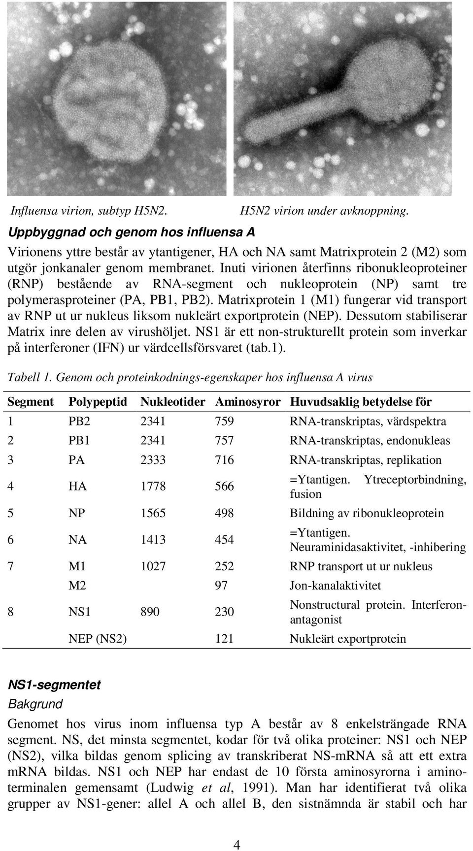 Inuti virionen återfinns ribonukleoproteiner (RNP) bestående av RNA-segment och nukleoprotein (NP) samt tre polymerasproteiner (PA, PB1, PB2).