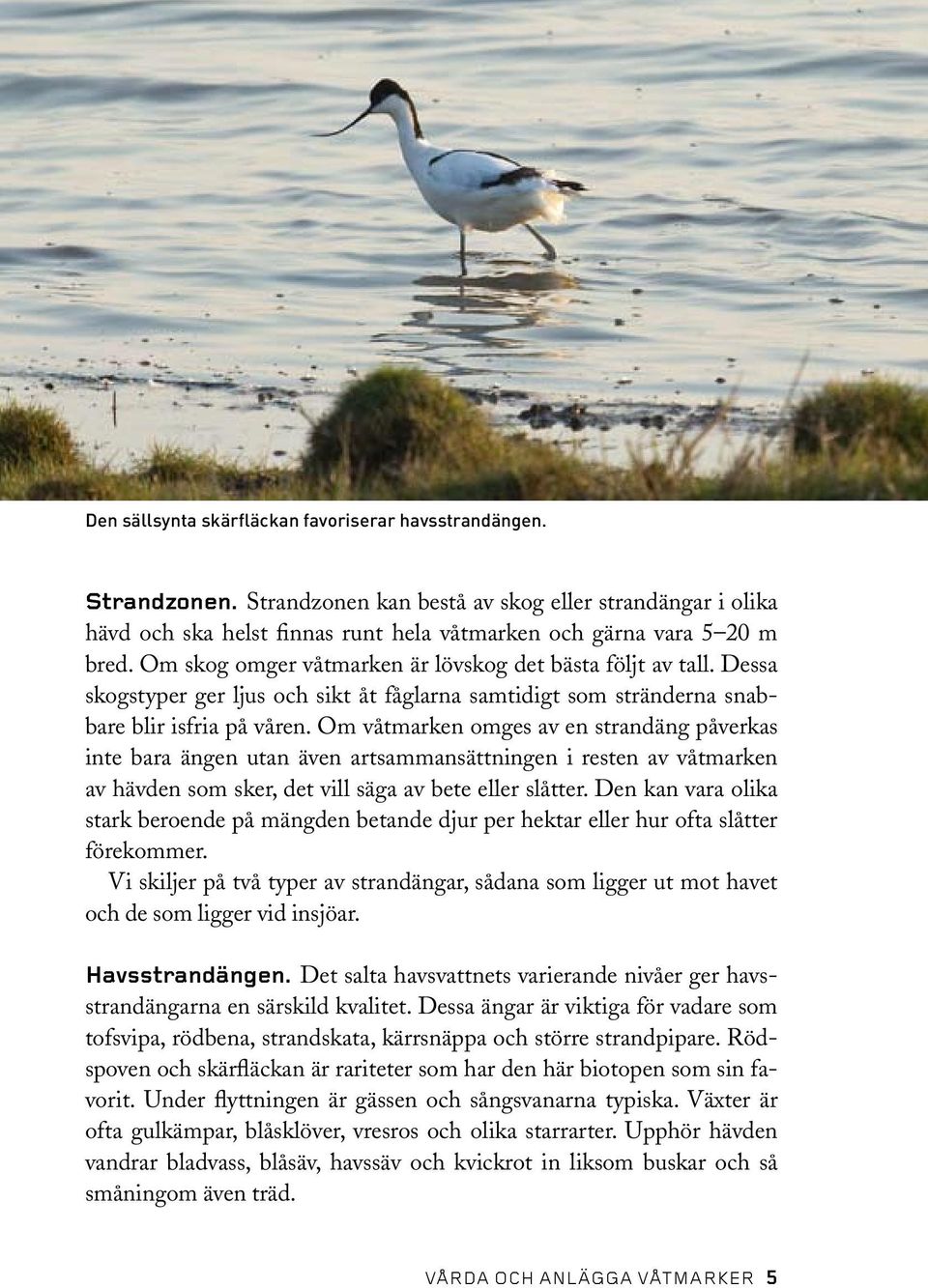 Om våtmarken omges av en strandäng påverkas inte bara ängen utan även artsammansättningen i resten av våtmarken av hävden som sker, det vill säga av bete eller slåtter.