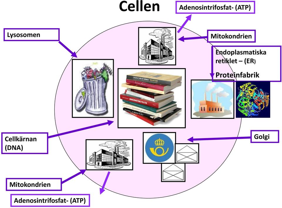 retiklet (ER) Proteinfabrik Cellkärnan