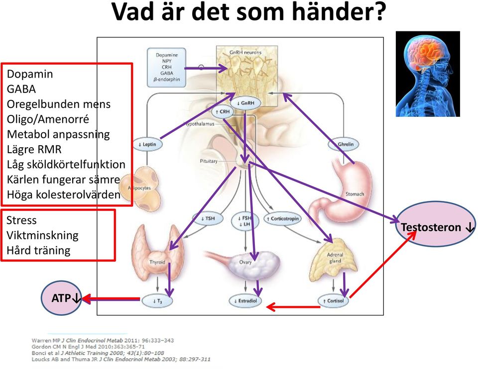 anpassning Lägre RMR Låg sköldkörtelfunktion Kärlen