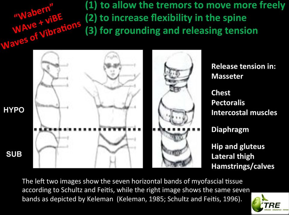 Hipandgluteus SUB Lateralthigh Hamstrings/calves TheleWtwoimagesshowthesevenhorizontalbandsofmyofascialFssue