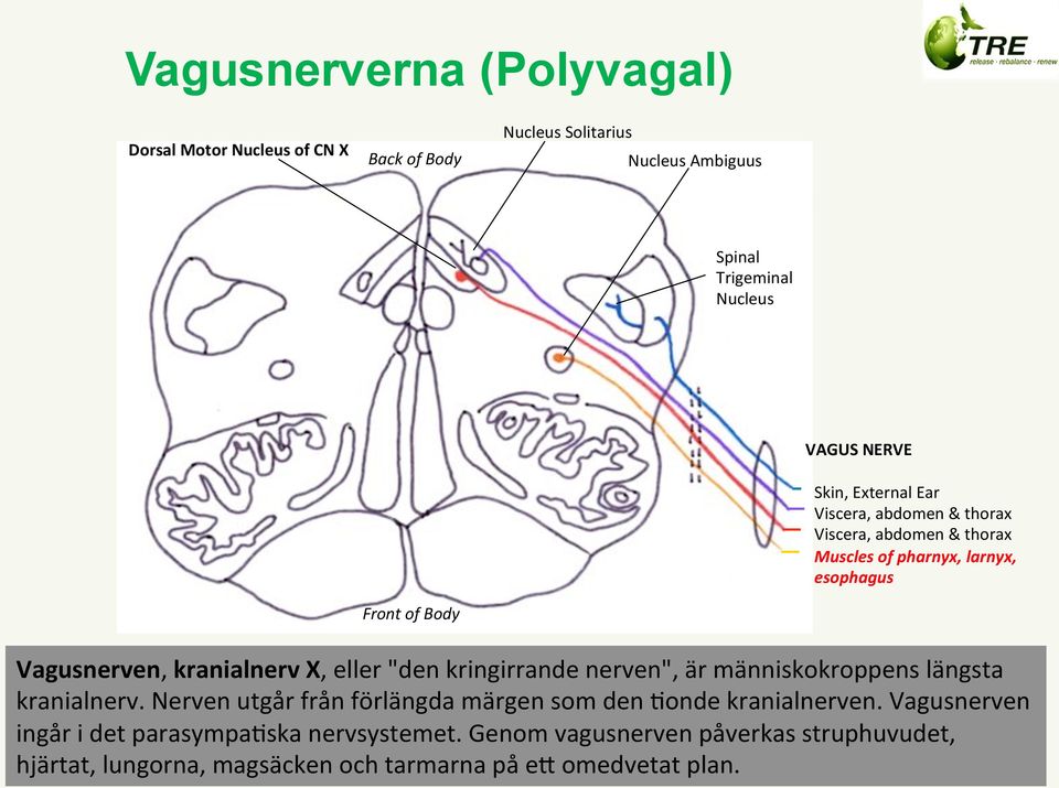 Vagusnerven,kranialnervX,eller"denkringirrandenerven",ärmänniskokroppenslängsta kranialnerv.