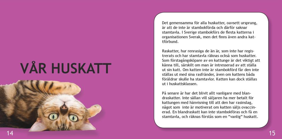 VÅR HUSKATT Raskatter, hur renrasiga de än är, som inte har registrerats och har stamtavla räknas också som huskatter.