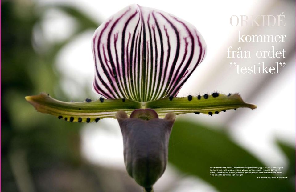 Ordet orchis användes första gången av Theophrastos (372/371 287/286 före Kristus), i hans