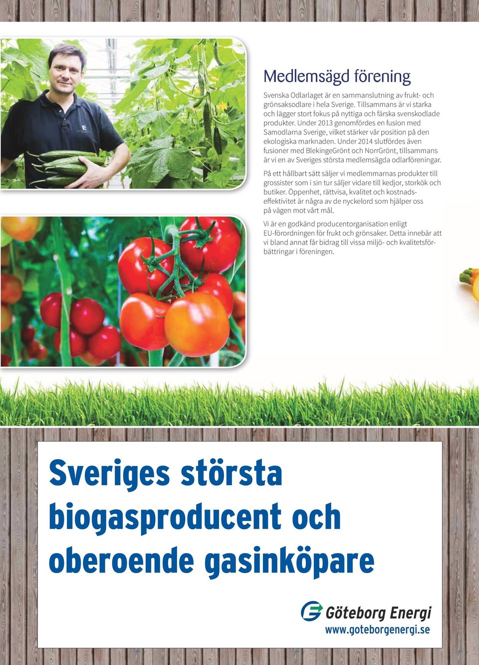 Under 2014 slutfördes även fusioner med BlekingeGrönt och NorrGrönt, tillsammans är vi en av Sveriges största medlemsägda odlarföreningar.