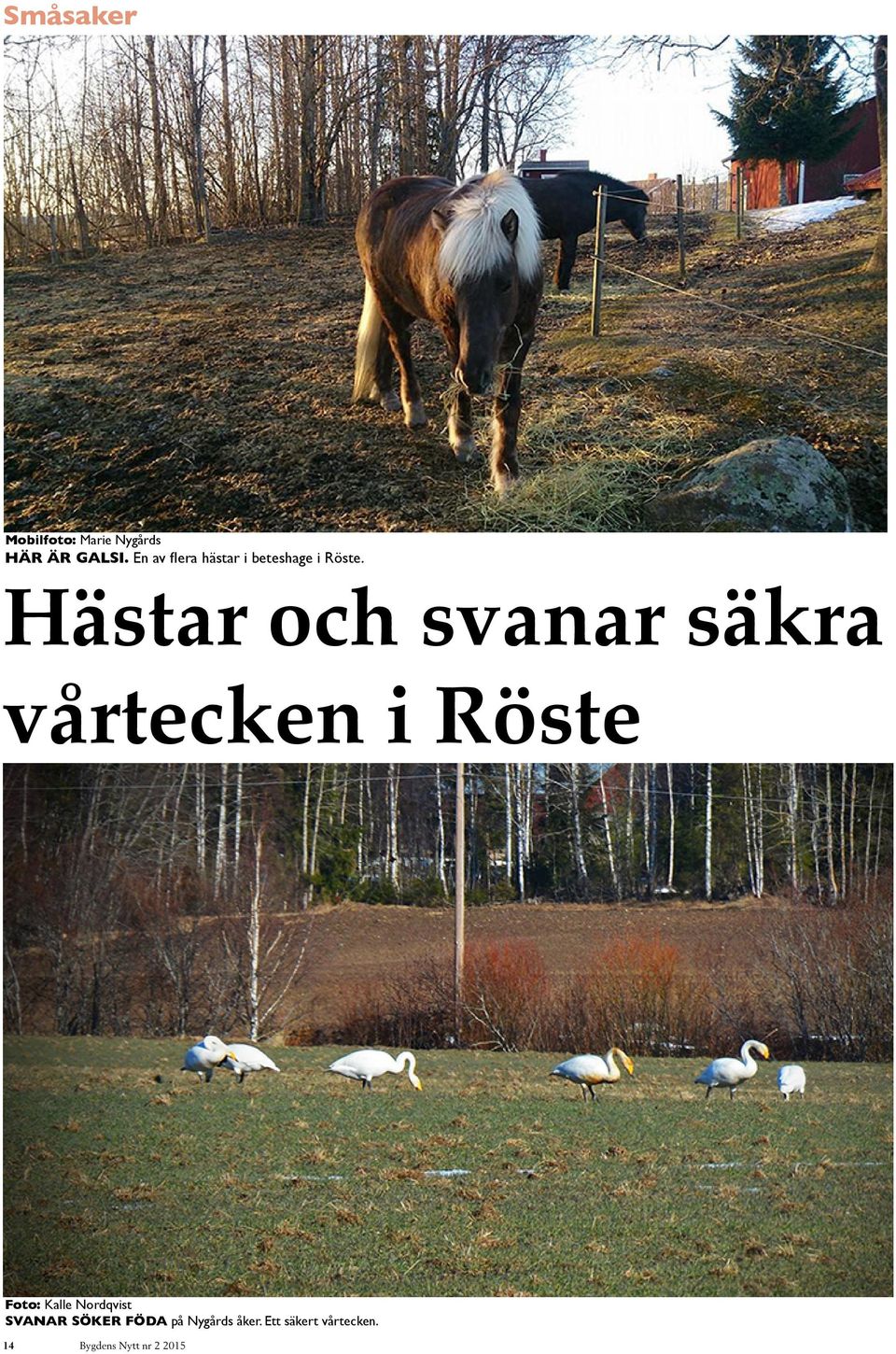 Hästar och svanar säkra vårtecken i Röste Foto: Kalle