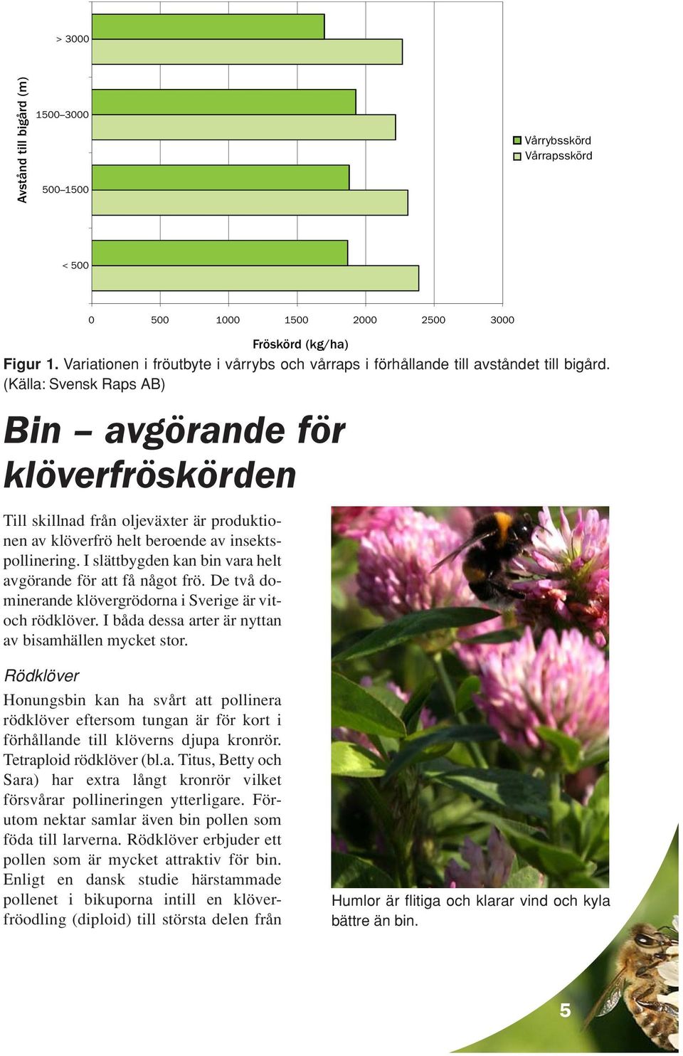 (Källa: Svensk Raps AB) Bin avgörande för klöverfröskörden Till skillnad från oljeväxter är produktionen av klöverfrö helt beroende av insektspollinering.