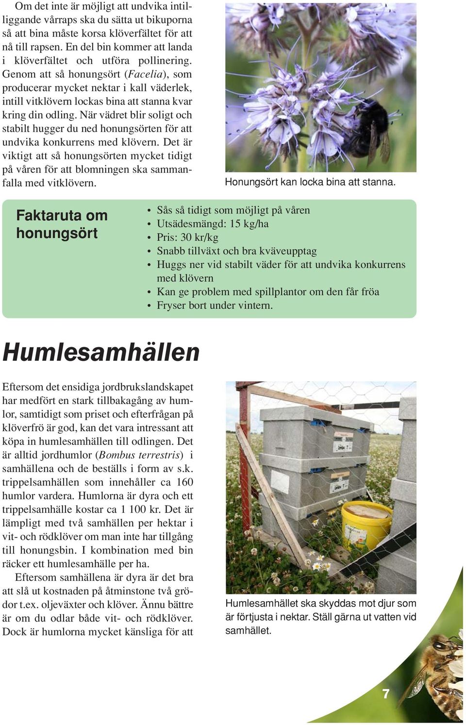 Genom att så honungsört (Facelia), som producerar mycket nektar i kall väderlek, intill vitklövern lockas bina att stanna kvar kring din odling.