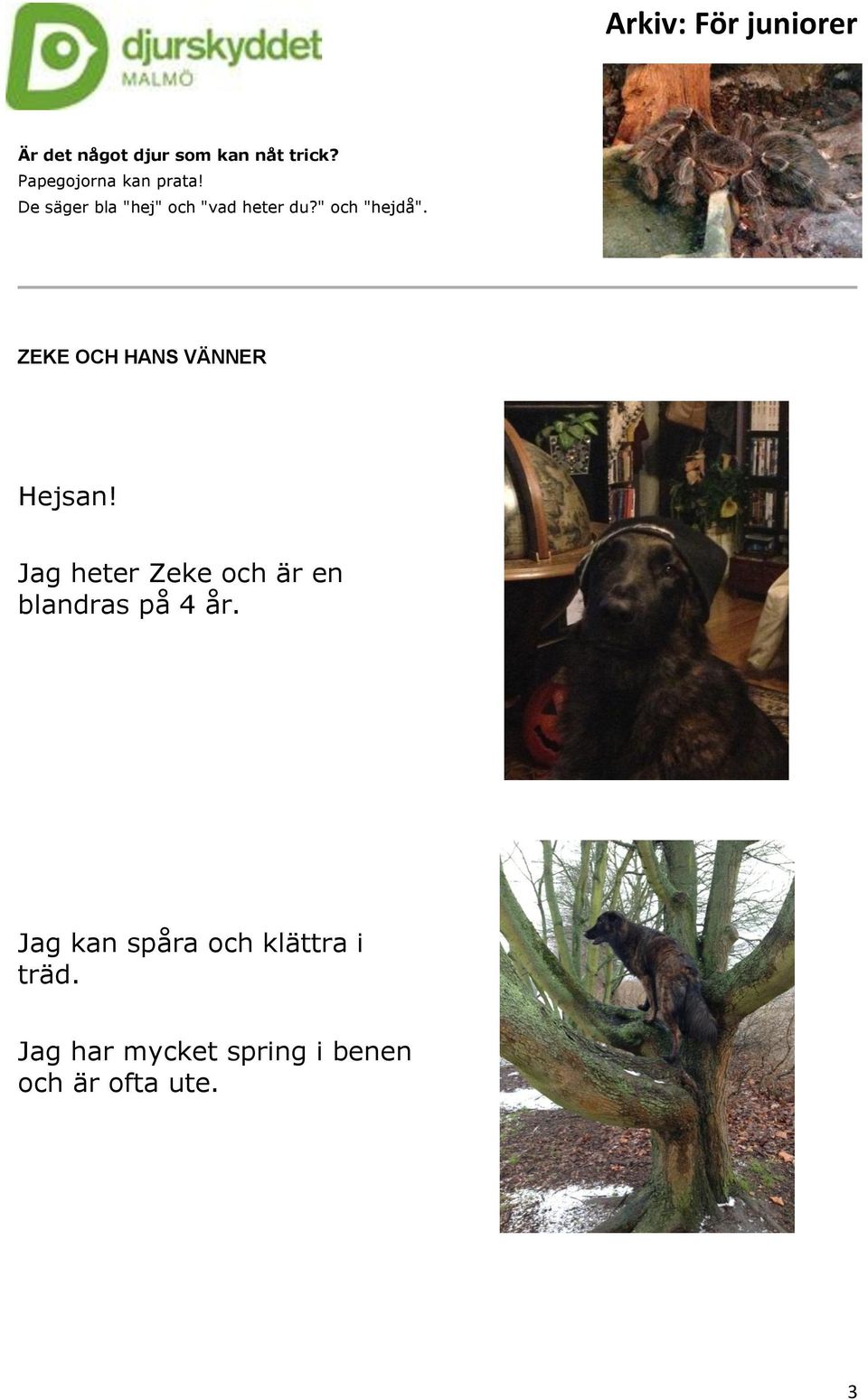 ZEKE OCH HANS VÄNNER Hejsan!