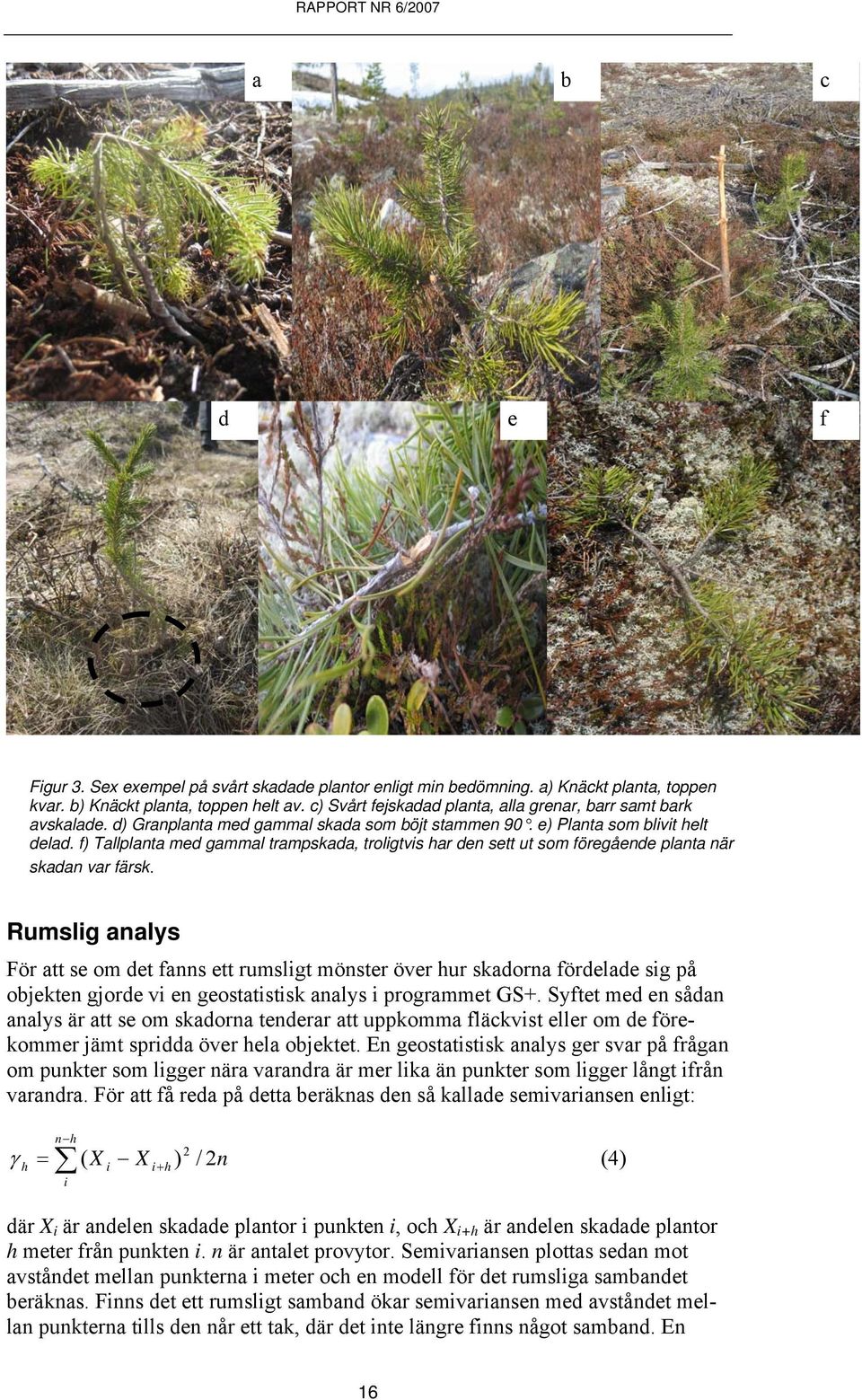 f) Tallplanta med gammal trampskada, troligtvis har den sett ut som föregående planta när skadan var färsk.