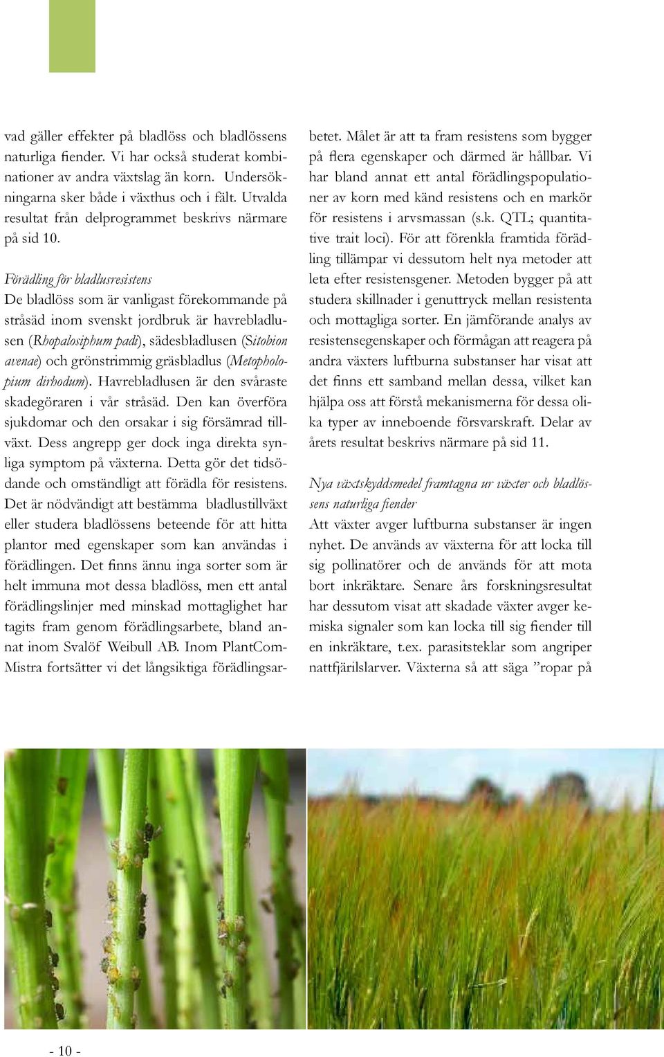 Förädling för bladlusresistens De bladlöss som är vanligast förekommande på stråsäd inom svenskt jordbruk är havrebladlusen (Rhopalosiphum padi), sädesbladlusen (Sitobion avenae) och grönstrimmig