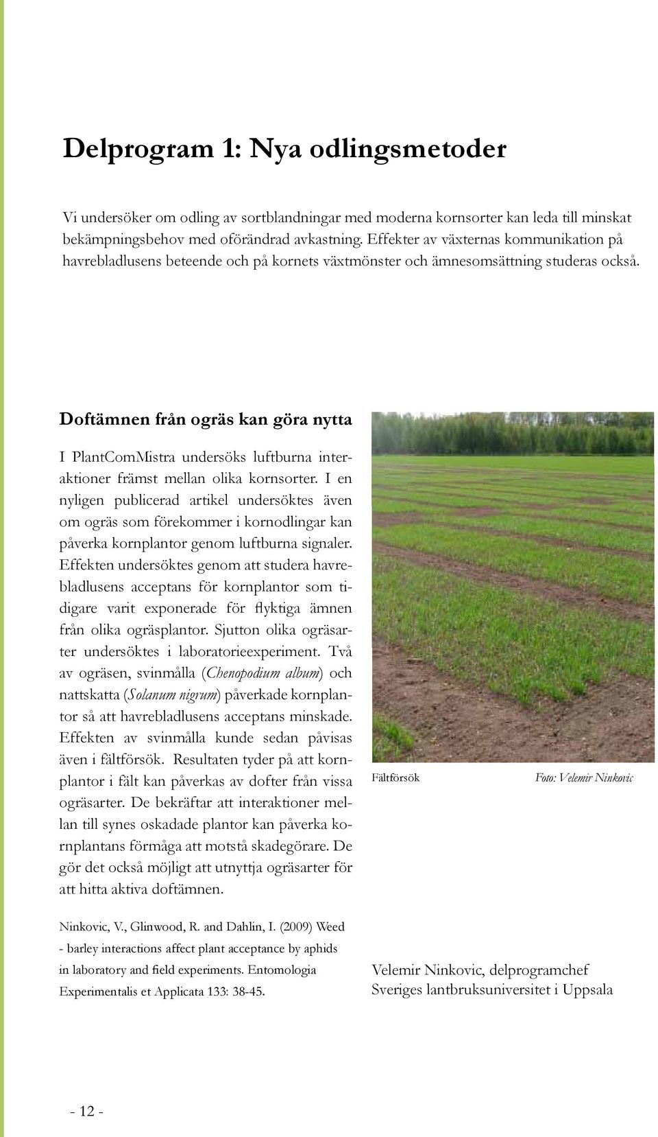 Doftämnen från ogräs kan göra nytta I PlantComMistra undersöks luftburna interaktioner främst mellan olika kornsorter.
