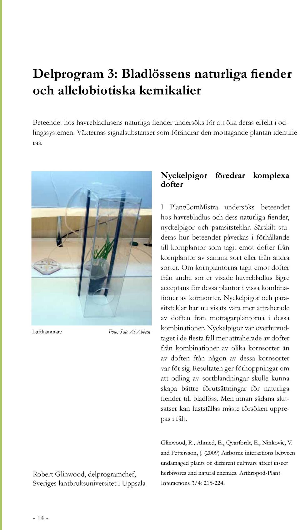 Nyckelpigor föredrar komplexa dofter Luftkammare Foto: Sate Al Abbasi I PlantComMistra undersöks beteendet hos havrebladlus och dess naturliga fiender, nyckelpigor och parasitsteklar.