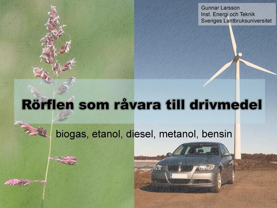 Lantbruksuniversitet Rörflen som