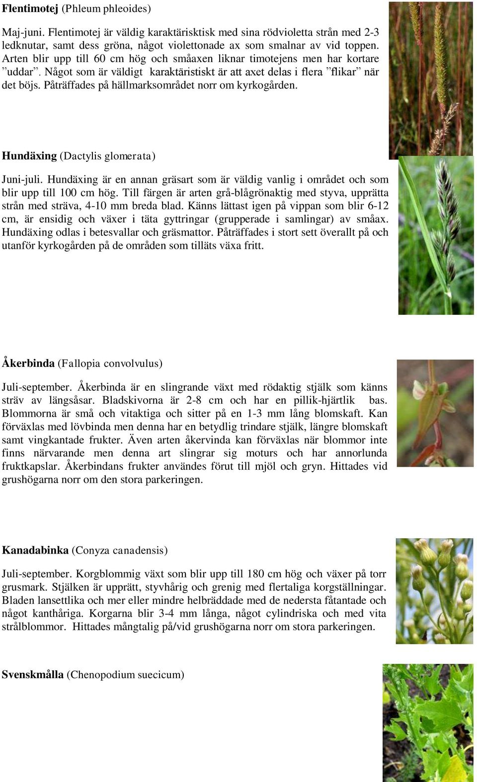 Påträffades på hällmarksområdet norr om kyrkogården. Hundäxing (Dactylis glomerata) Juni-juli. Hundäxing är en annan gräsart som är väldig vanlig i området och som blir upp till 100 cm hög.