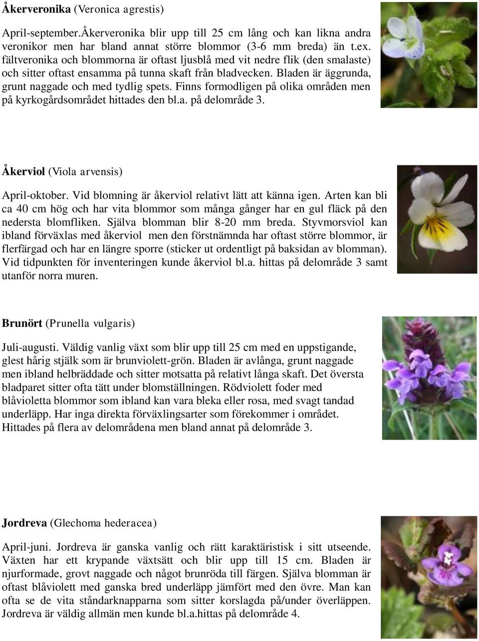 Finns formodligen på olika områden men på kyrkogårdsområdet hittades den bl.a. på delområde 3. Åkerviol (Viola arvensis) April-oktober. Vid blomning är åkerviol relativt lätt att känna igen.