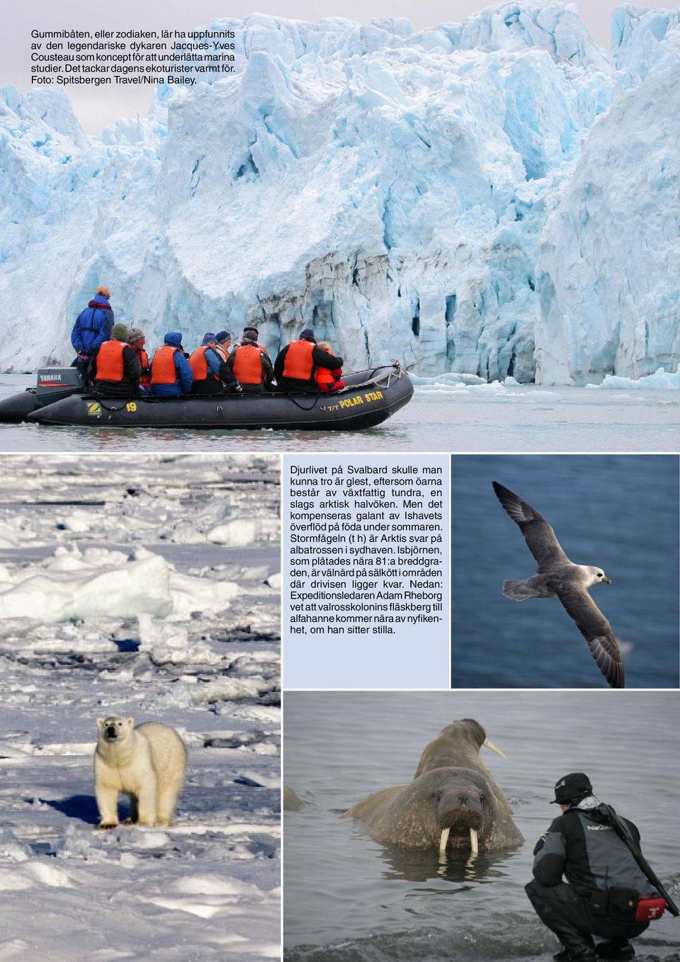 Djurlivet på Svalbard skulle man kunna tro är glest, eftersom öarna består av växtfattig tundra, en slags arktisk halvöken.