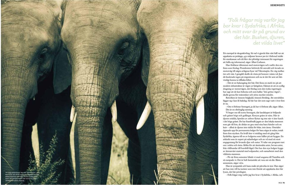 Elefanterna lever i ett familjekollektiv där kvinnorna hjälper varandra att passa ungarna. Ett exempel är skogsskövling.