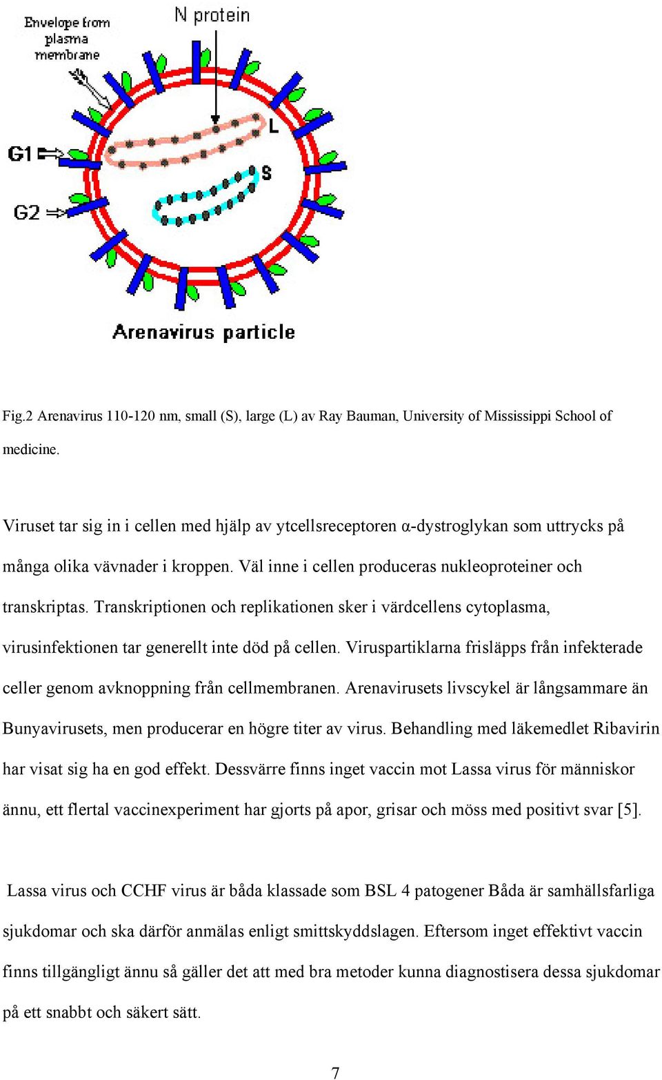 Transkriptionen och replikationen sker i värdcellens cytoplasma, virusinfektionen tar generellt inte död på cellen.