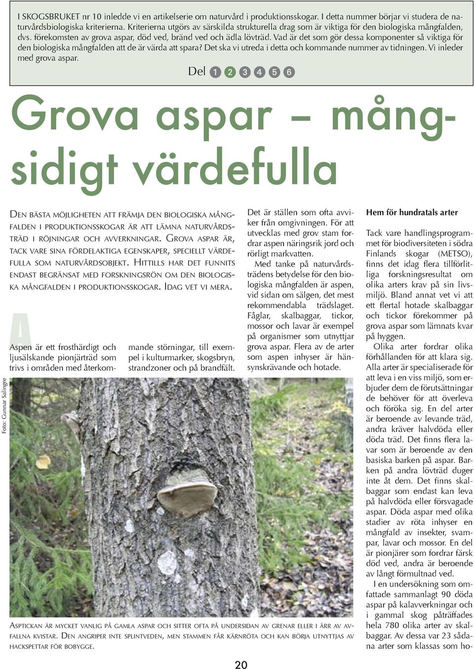 Vad är det som gör dessa komponenter så viktiga för den biologiska mångfalden att de är värda att spara? Det ska vi utreda i detta och kommande nummer av tidningen. Vi inleder med grova aspar.