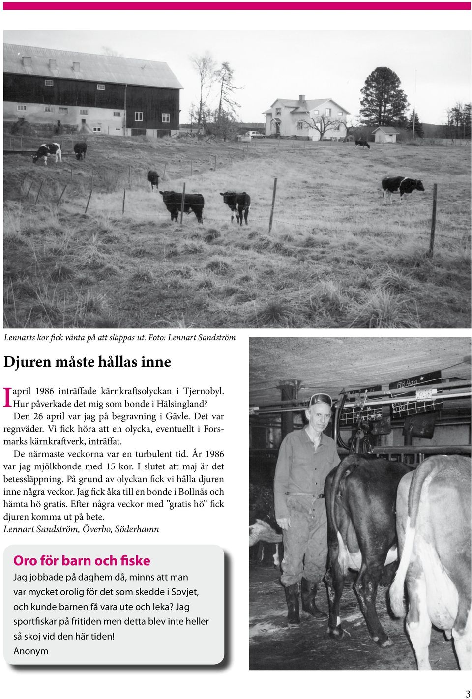 År 1986 var jag mjölkbonde med 15 kor. I slutet att maj är det betessläppning. På grund av olyckan fick vi hålla djuren inne några veckor. Jag fick åka till en bonde i Bollnäs och hämta hö gratis.
