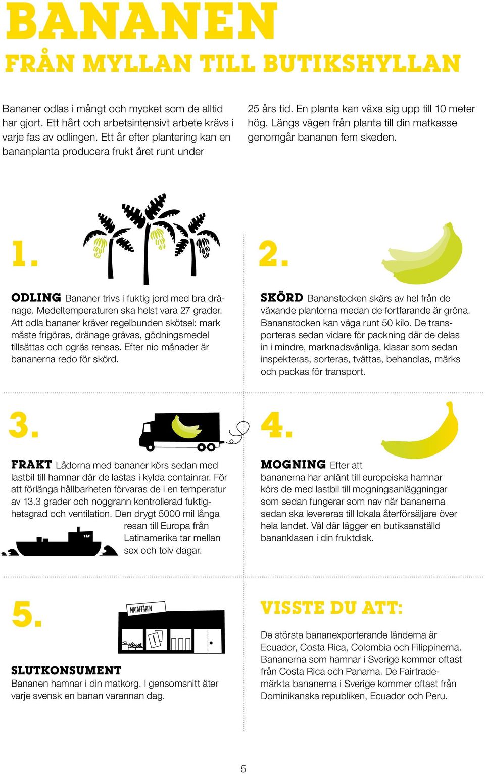 Längs vägen från planta till din matkasse genomgår bananen fem skeden. 1. 2. ODLING Bananer trivs i fuktig jord med bra dränage. Medeltempera turen ska helst vara 27 grader.