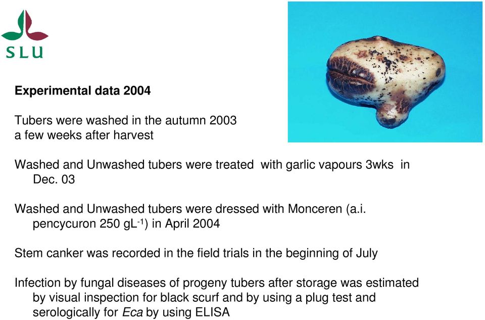 April 2004 Stem canker was recorded in the field trials in the beginning of July Infection by fungal diseases of progeny