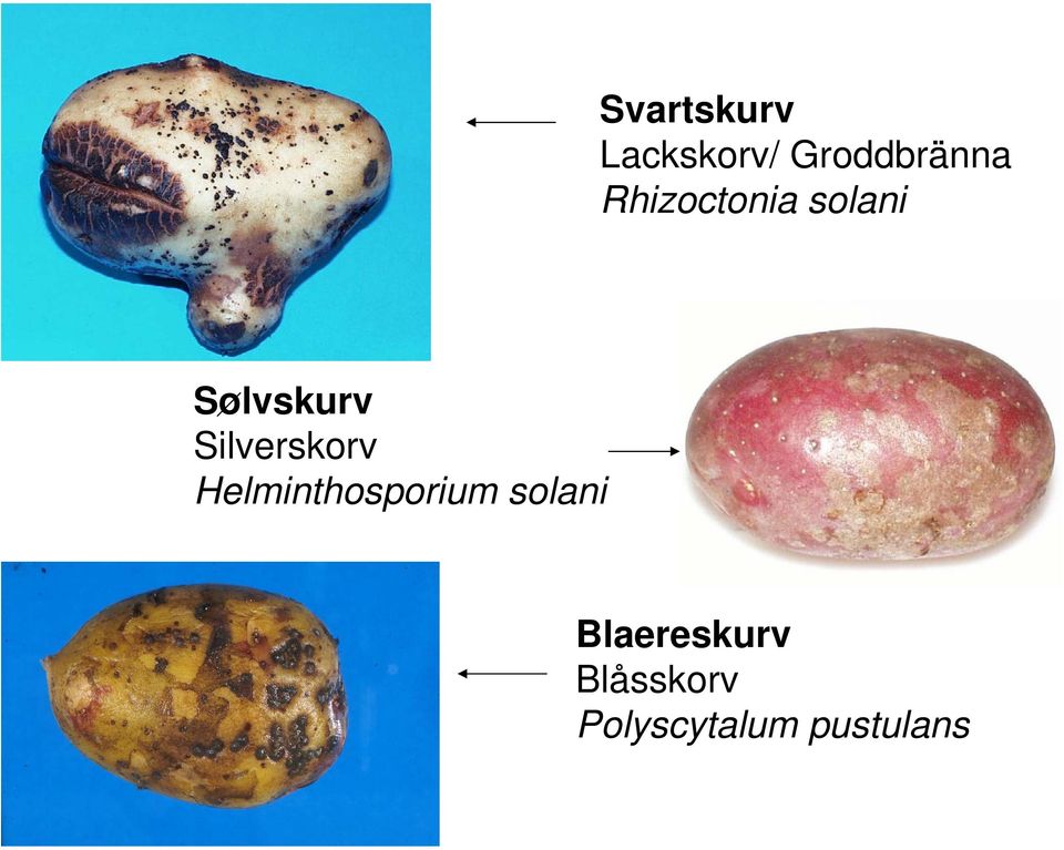 Silverskorv Helminthosporium solani