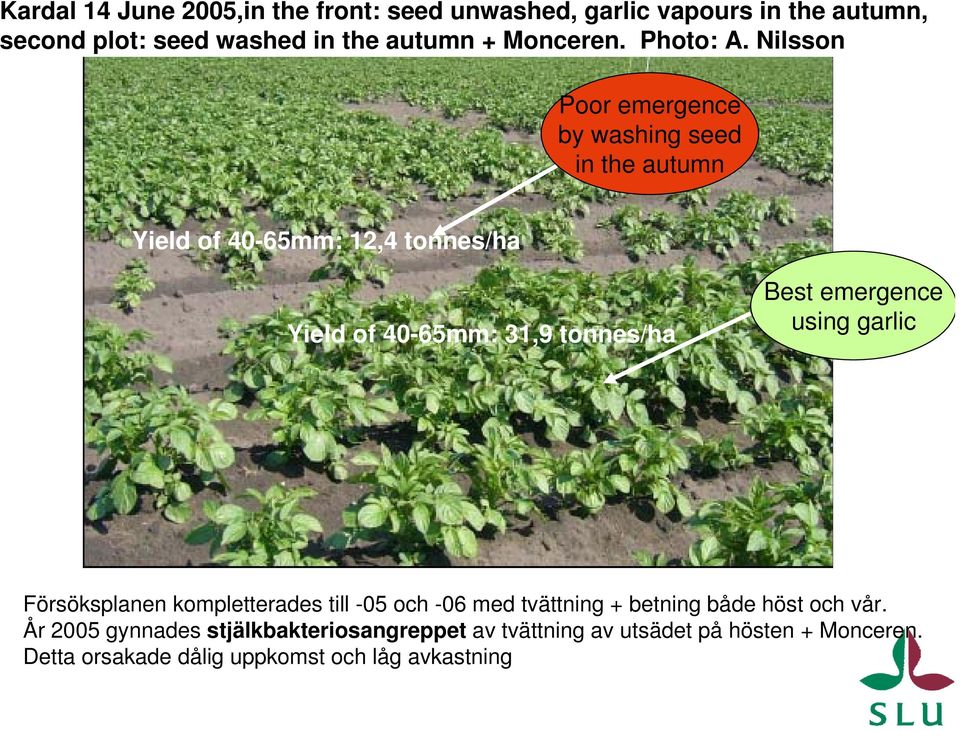 Nilsson Poor emergence by washing seed in the autumn Yield of 40-65mm: 12,4 tonnes/ha Yield of 40-65mm: 31,9 tonnes/ha Best