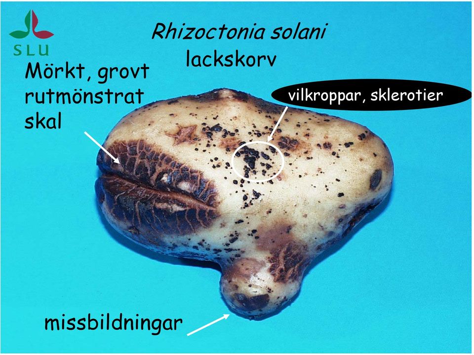 grovt rutmönstrat lackskorv