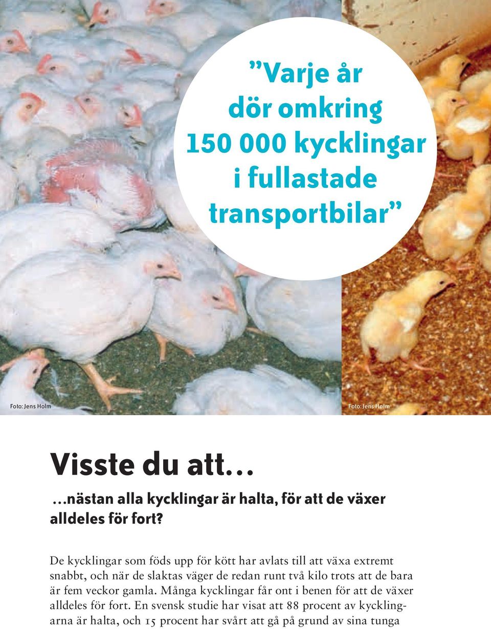 De kycklingar som föds upp för kött har avlats till att växa extremt snabbt, och när de slaktas väger de redan runt två kilo trots att