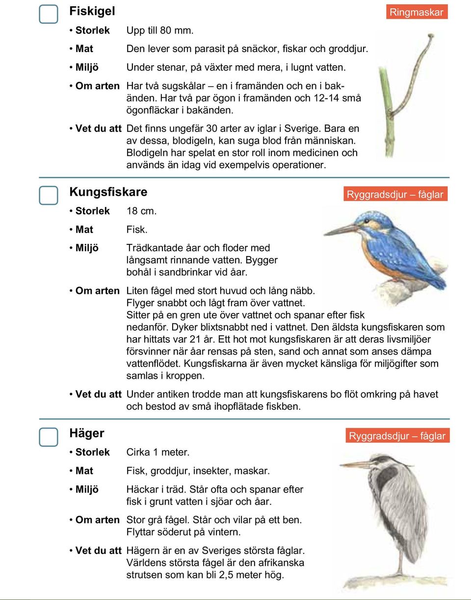 Blodigeln har spelat en stor roll inom medicinen och används än idag vid exempelvis operationer. Ringmaskar Kungsfiskare 18 cm. Fisk. Trädkantade åar och floder med långsamt rinnande vatten.