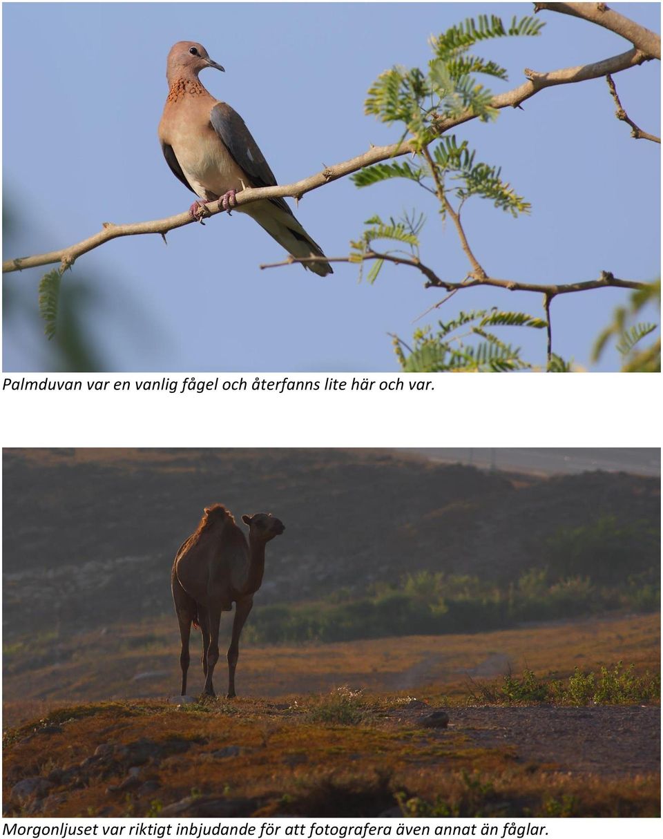 Morgonljuset var riktigt